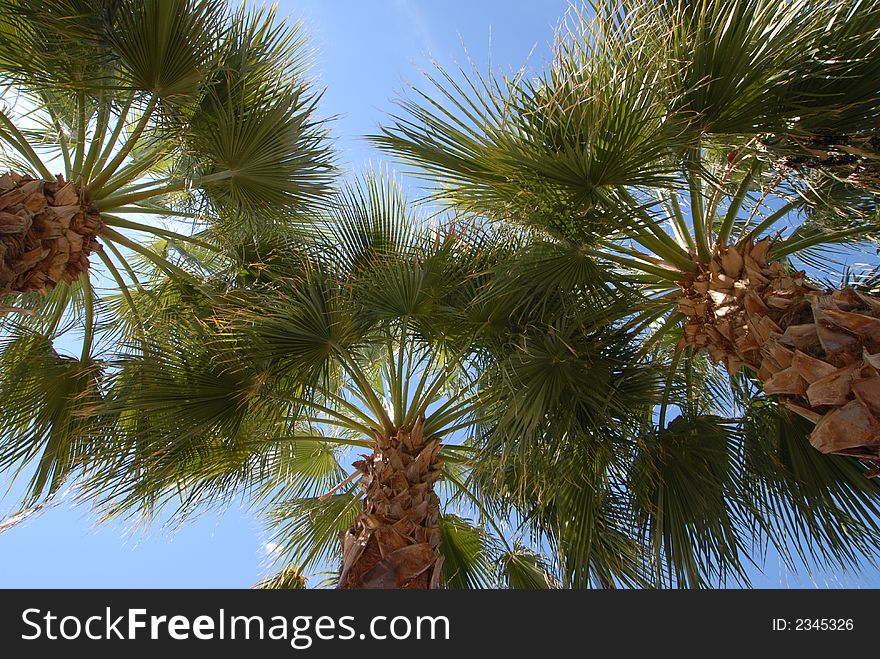 Palm trees in so calif. Palm trees in so calif