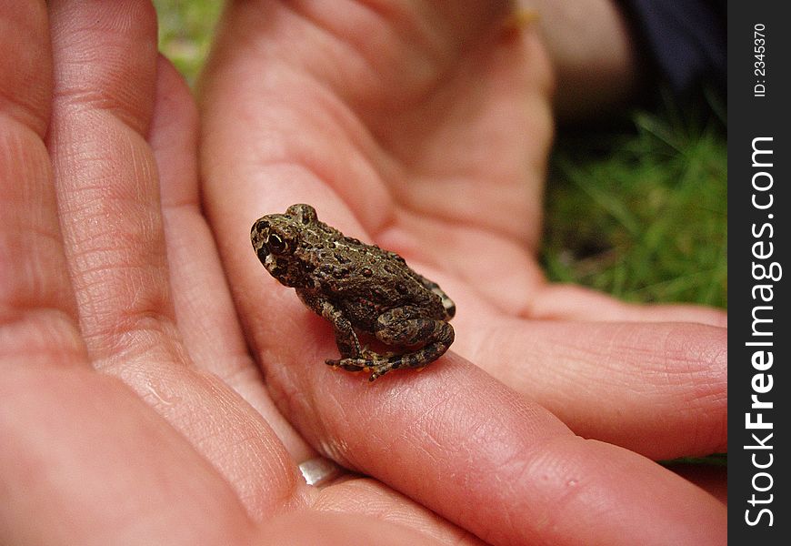 Small speckled frog being softly cradled in human hands. Small speckled frog being softly cradled in human hands