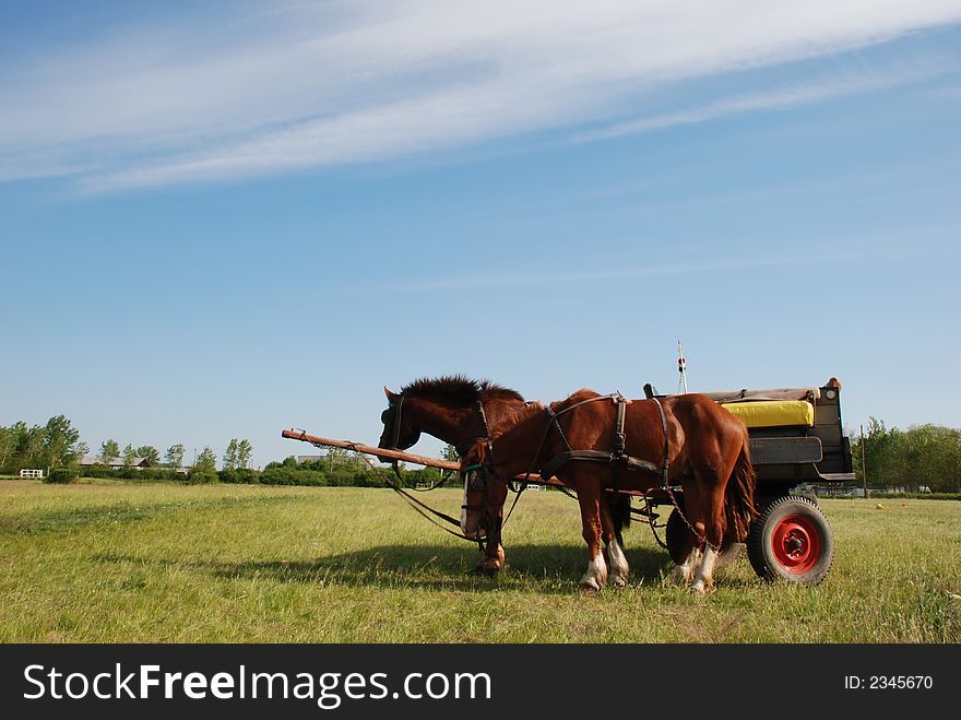 Green field & blue sky - horse carriage with two horses