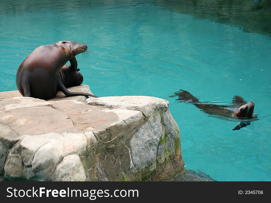 A Californian Sea Lion (Zalophus Californianus) is resting in front of a pool of water, while a second one is swimming. A Californian Sea Lion (Zalophus Californianus) is resting in front of a pool of water, while a second one is swimming.