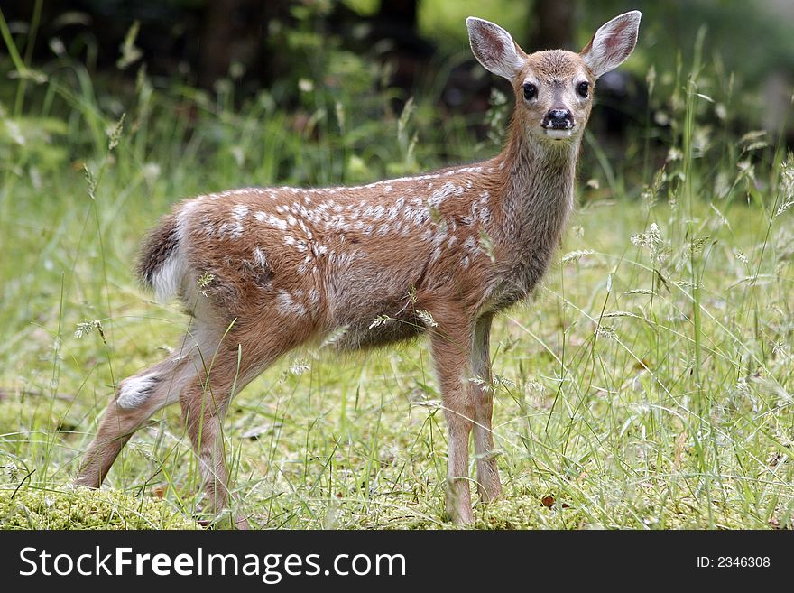 A fawn, still with its white spots and an intense look, poses in long green grass.