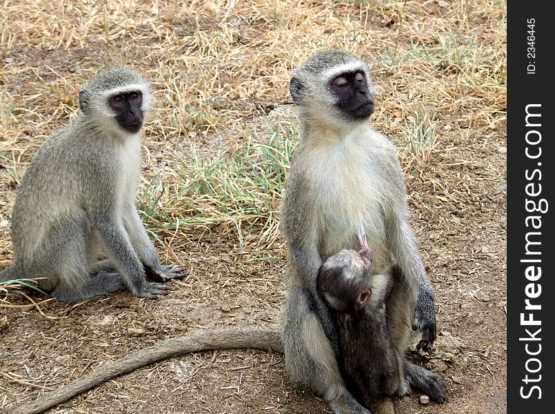 A group of vervet monkeys in Africa
