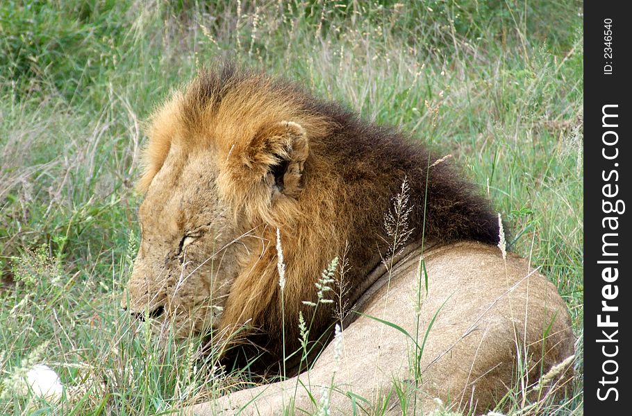 A male lion in a game reserve