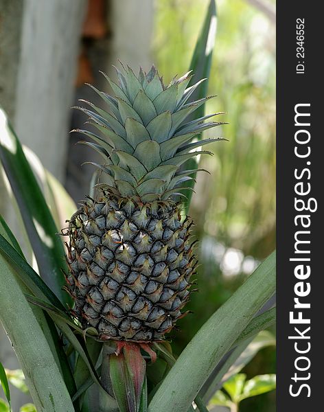 Green pineapple grow in the gardens