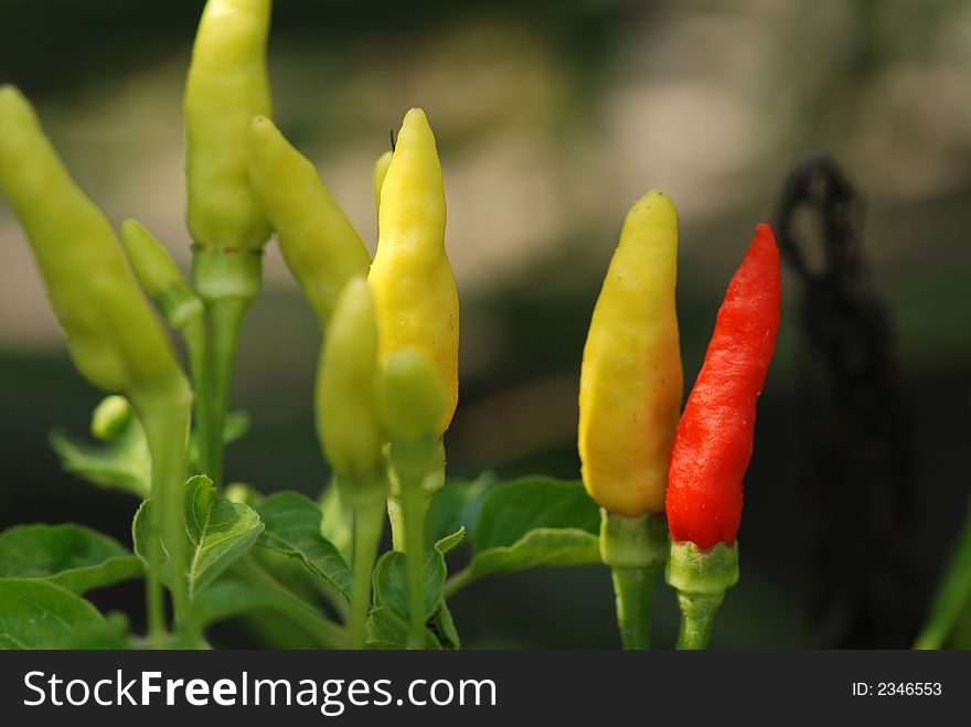 Red color chillies in the gardens. Red color chillies in the gardens