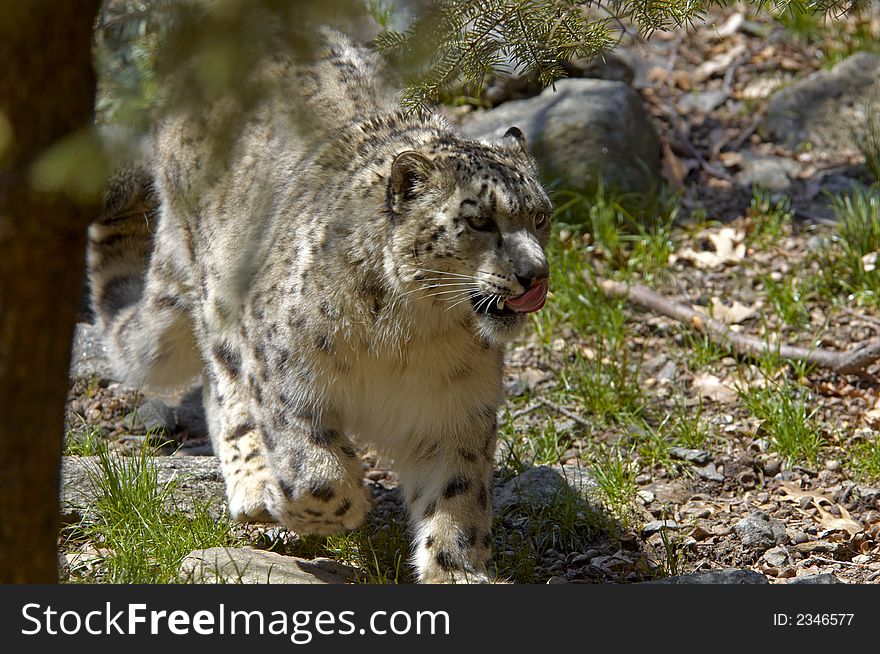 Spotted Snow Leopard Running with tongue out