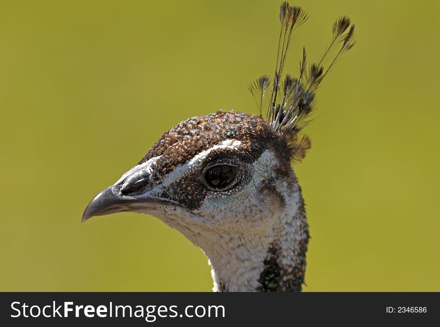 Peacock Profile