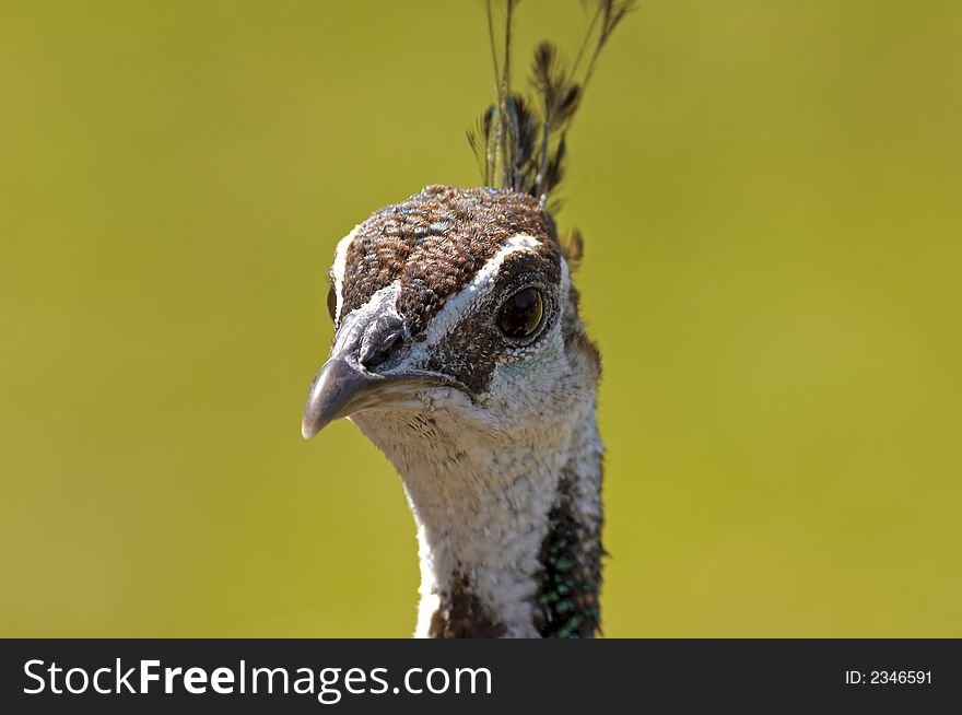 Peacock Up Close