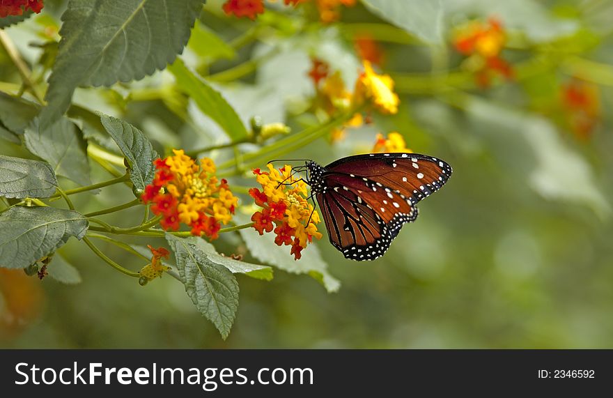 Brown and Black Butterfly feeding on plants