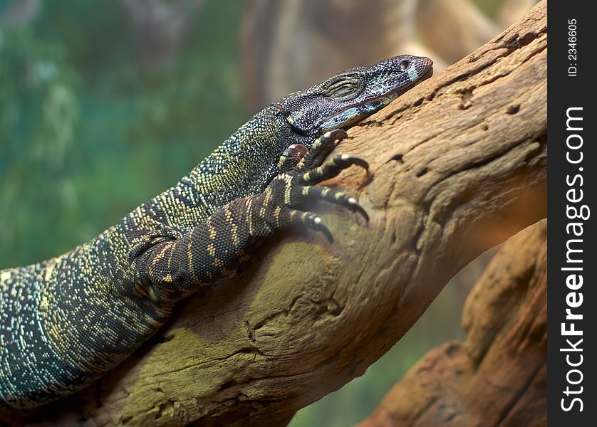 Lizard On Branch
