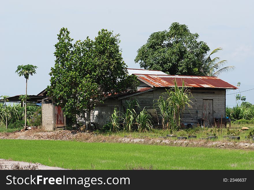 Trees, farm house and paddy field at the countryside. Trees, farm house and paddy field at the countryside