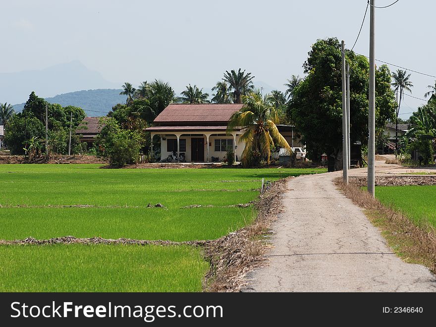 Trees, farm house and paddy field at the countryside