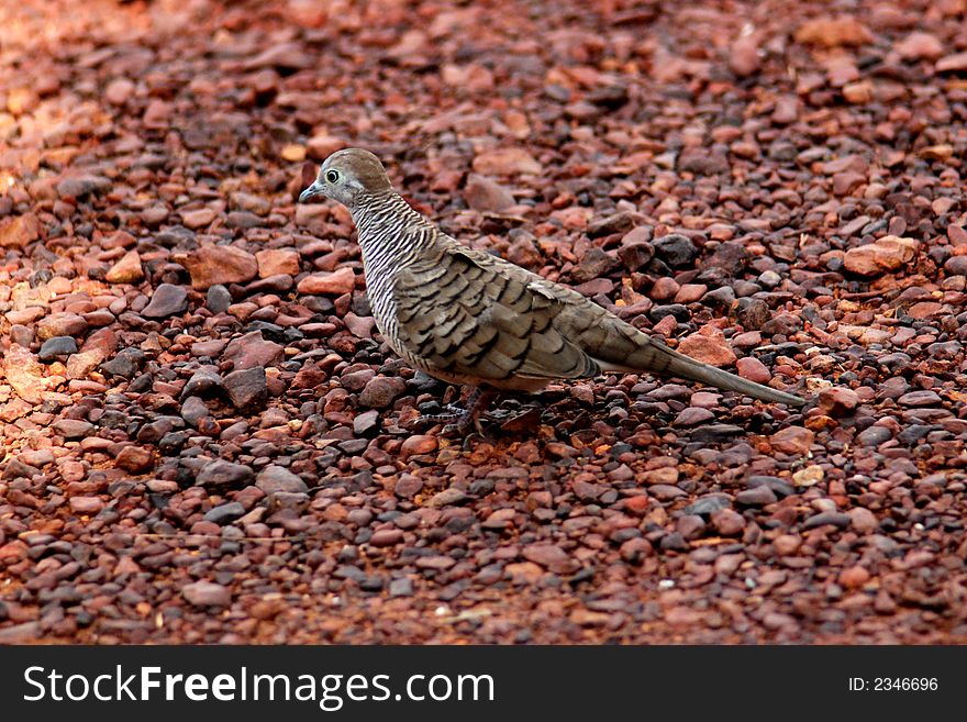 Pigeons on the floor in the gardens