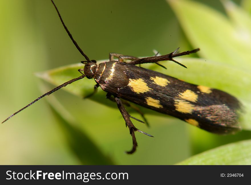 Yellow Spots Insect