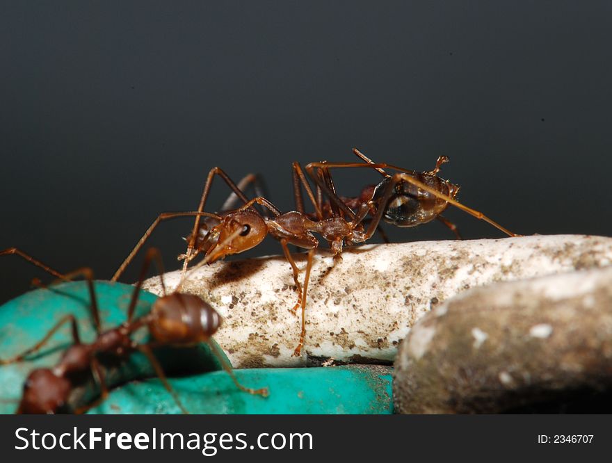 Red ants in the gardens