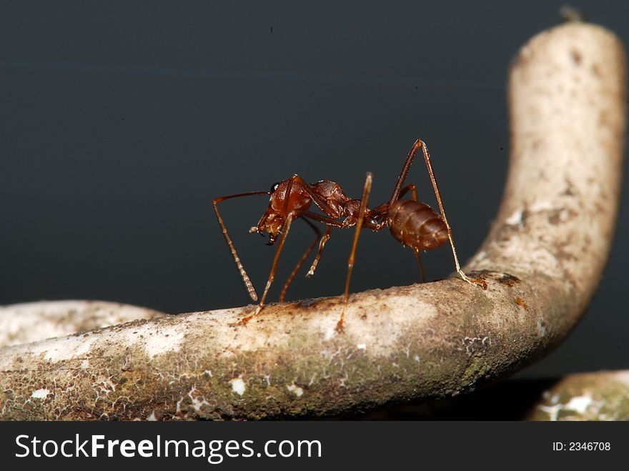 Red ants in the gardens