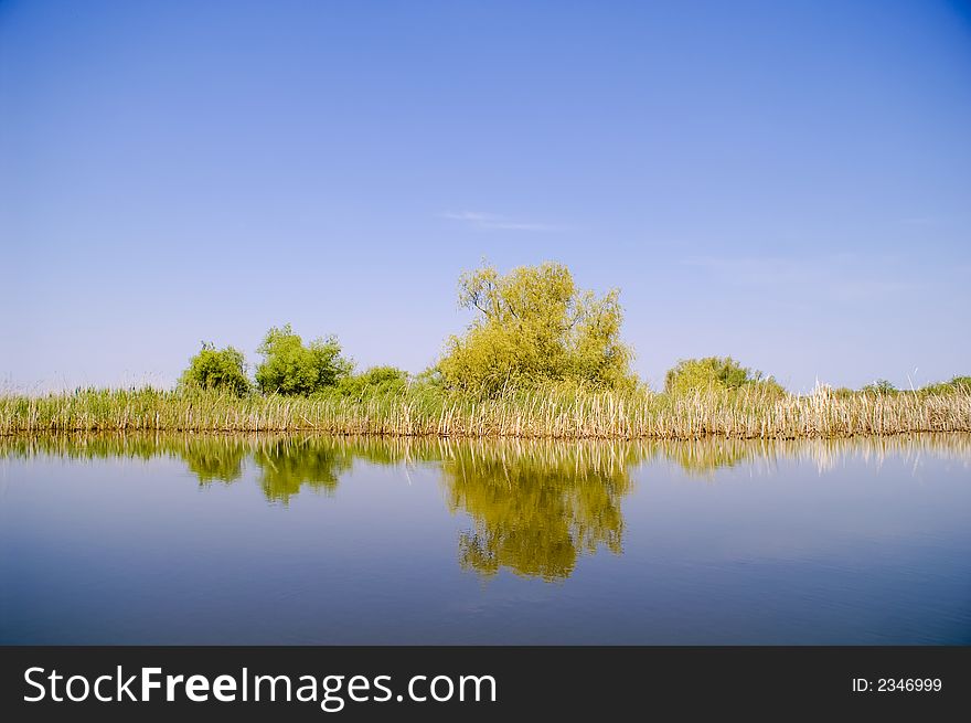 Blossom Weeping Willow