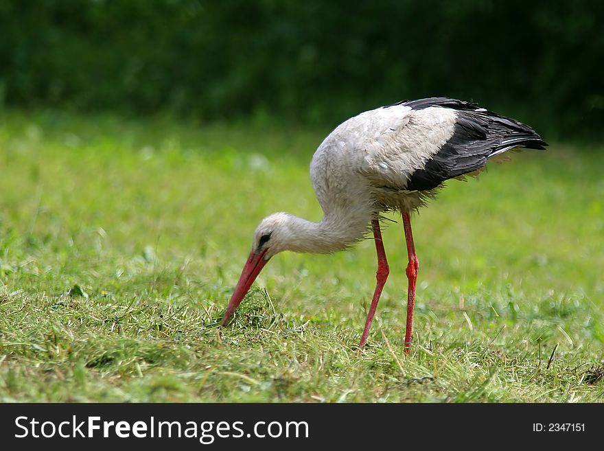 A stork searching frogs on the meadow