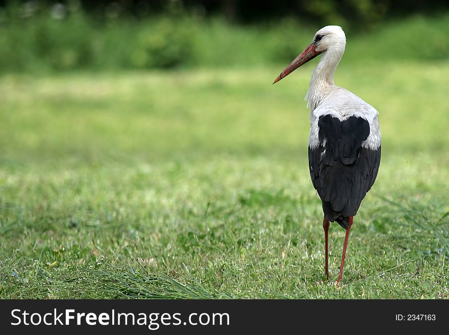 White Stork On Meadow