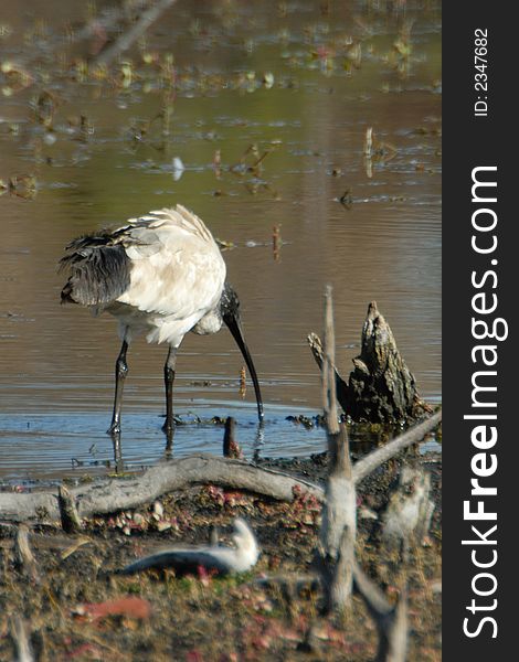 Water bird, Ibis feeding in drought conditions is a dried up billabong in australia. Water bird, Ibis feeding in drought conditions is a dried up billabong in australia