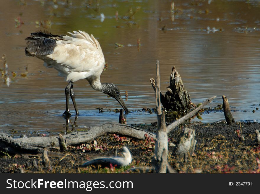 Ibis feeding in billabong