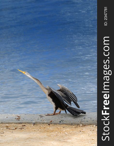 An Australian Darter on the side of a river