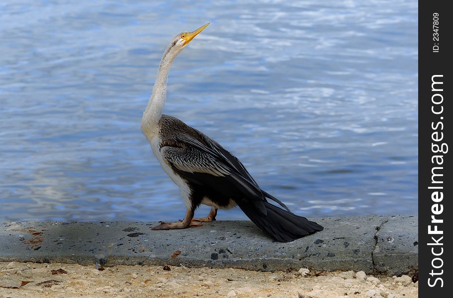 Australian Darter at the edge of a river in Western Australia