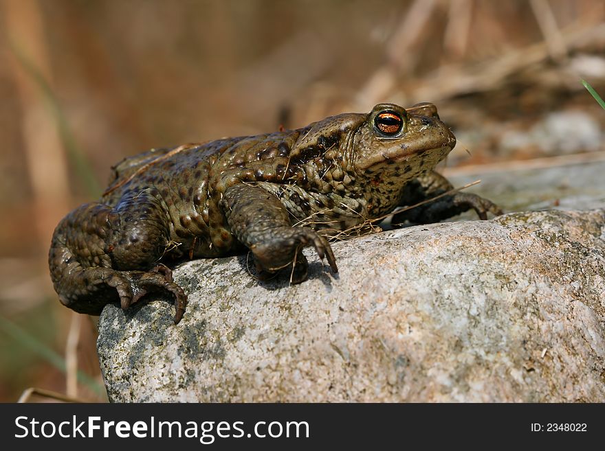 Big toad sitting on stone