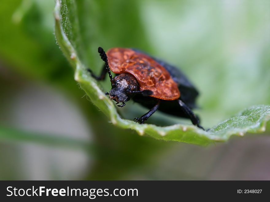 Carion beetle sitting on green leaf