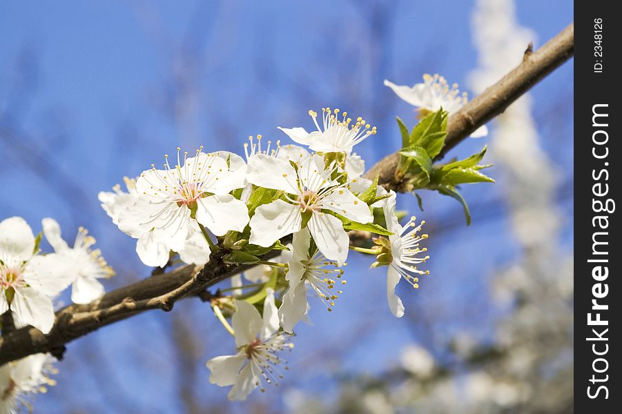 White delicate cherry flowers on branch. White delicate cherry flowers on branch