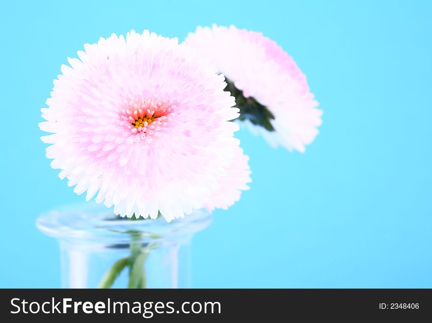 Pink flower-present pretty,spring