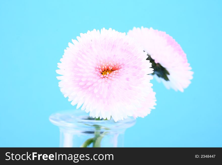 Pink flower-present pretty,spring