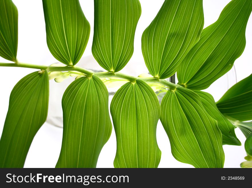 Leaf,green-spring sun, sunny sunshine, tree