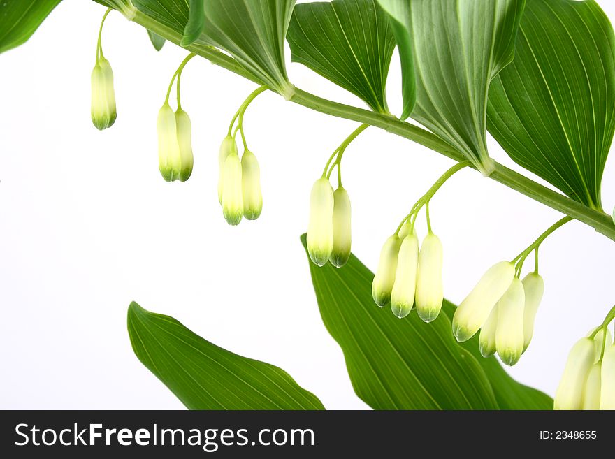 Leaf,green-spring sun, sunny sunshine, tree