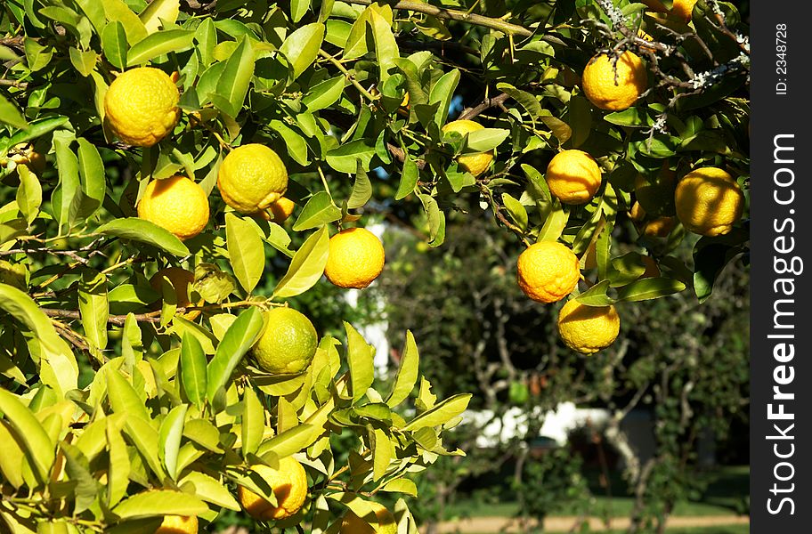 A green leafy tree full of yellow lemons on a warm summer day. Can be used as a background. A green leafy tree full of yellow lemons on a warm summer day. Can be used as a background.