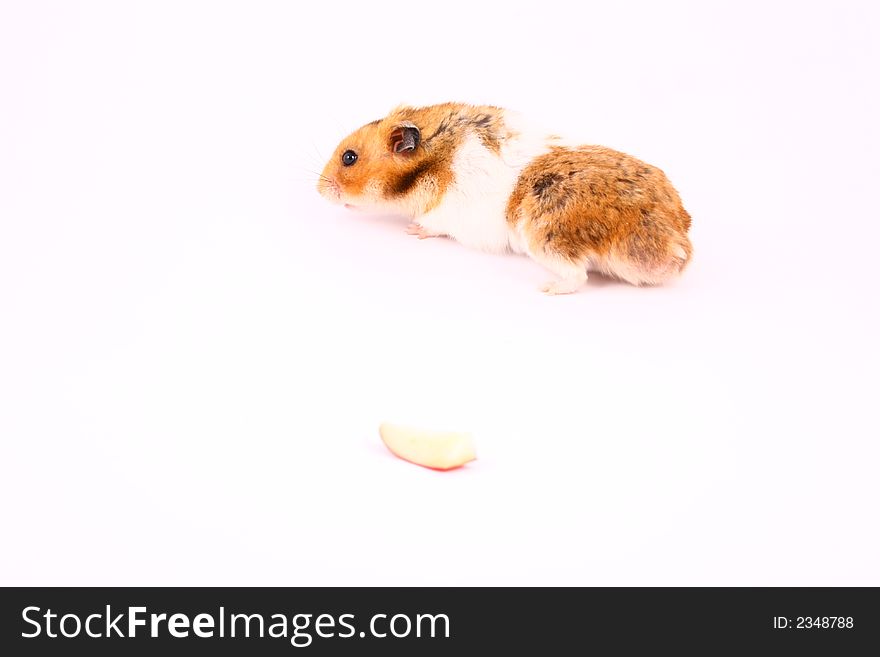 Hamster