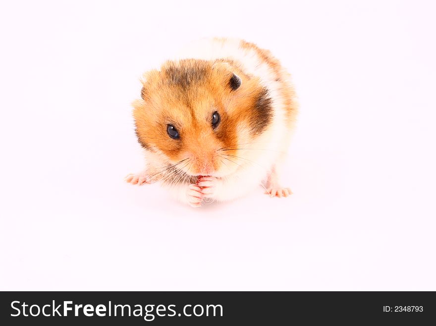 Hamster-, ear, eye, funny, fur,fuzzy, gerbil hair hamster