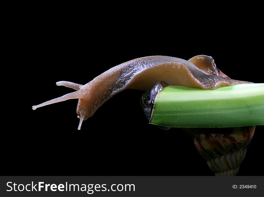 Snail on the green leaf