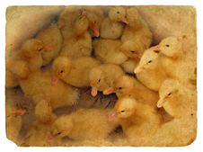 Group Of Small Cute Ducklings Royalty Free Stock Photos