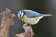 Free Blue Tit Stock Images - 23401064