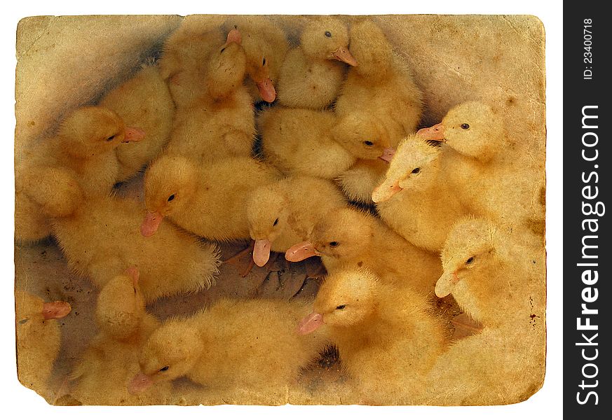 Group Of Small Cute Ducklings