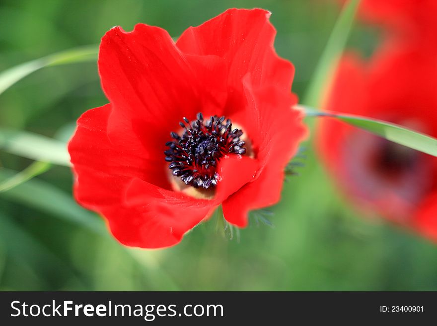 Red poppies on a green background with fresh herbs summer