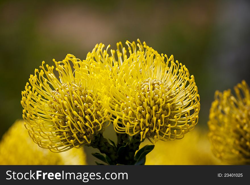 Bright yellow pincushion proteas
