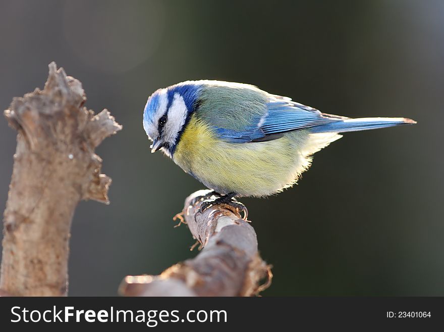 Blue tit on branch posing