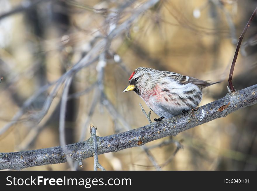 Red-poll In Forest