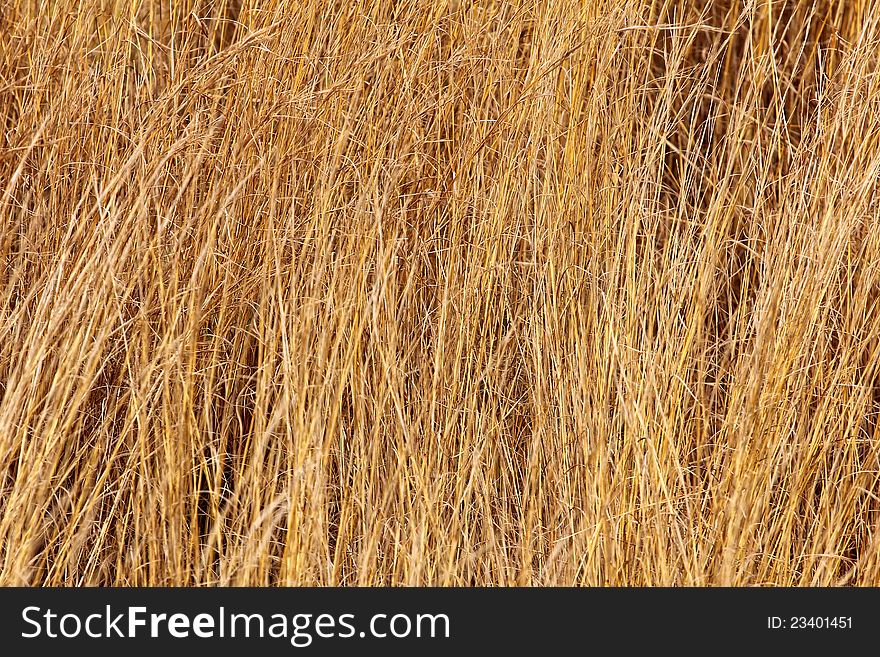 Dry field grass with a golden colour blowing in the wind