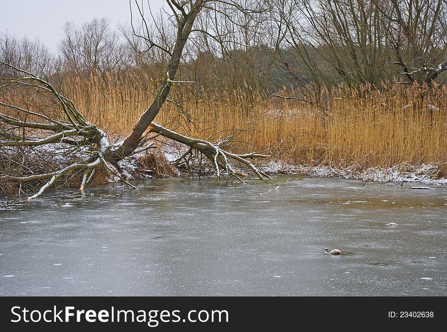 Frozen lake in early winter