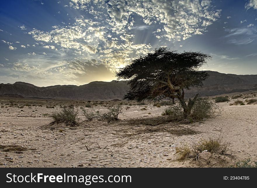 Solitary Tree In Timna Park, Israel