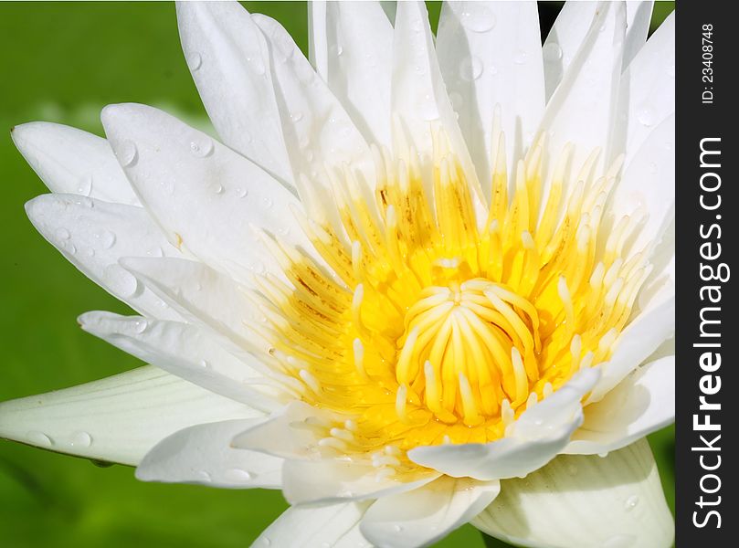 Closeup on white lotus in pond