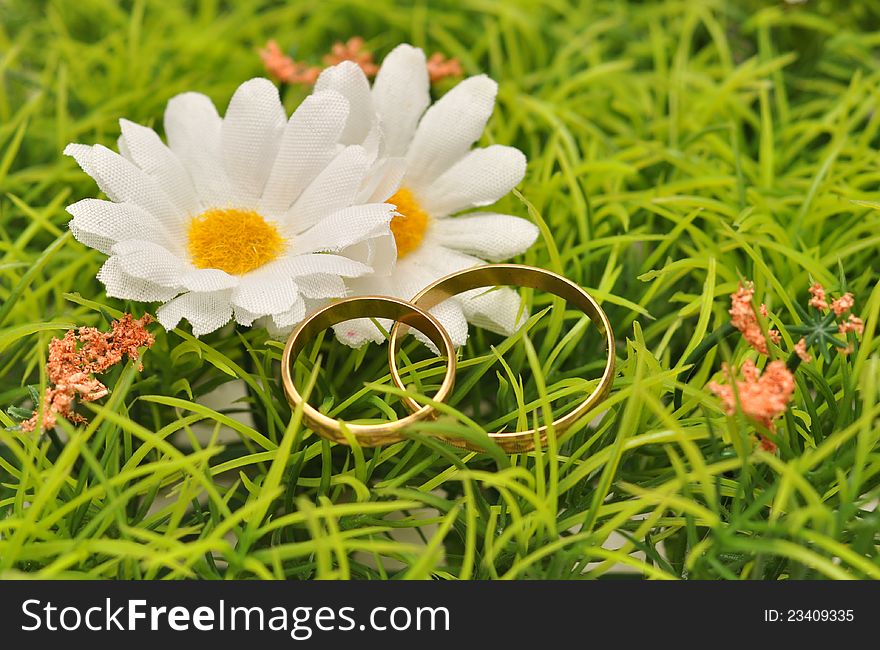 Gold wedding rings over green lawn with daisies. Gold wedding rings over green lawn with daisies